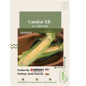 بذور الذرة الحلوة - سوبر سويت Catalyst XR Super Sweet Corn F1