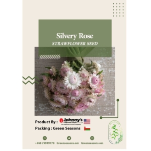 Silvery Rose Strawflower Seed