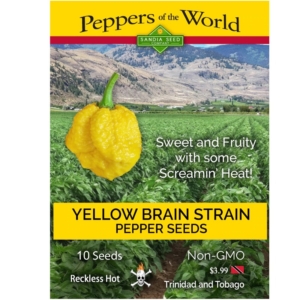 Yellow Brain Strain / Yellow 7 Pot