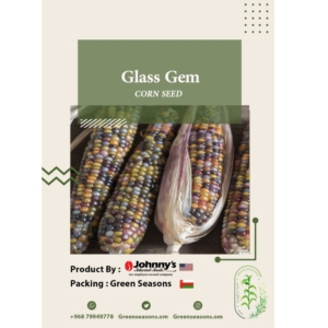 بذور الذرة Glass Gem Corn Seed
