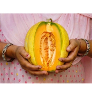 بذور البطيخ الأمريكي Amish Melon