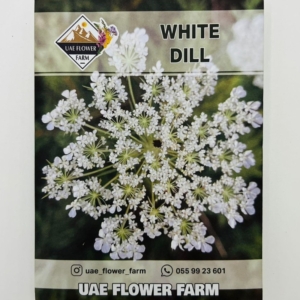 بذور أزهار الشبت البيضاء - WHITE DILL FLOWERS