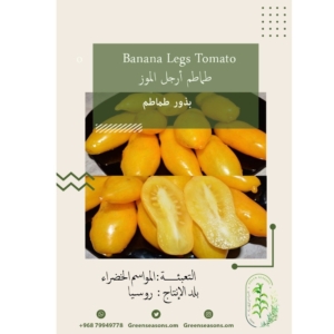 بذور الطماطم الأصفر - أرجل الموز