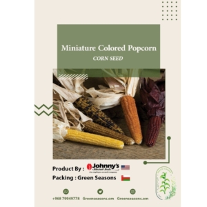 بذور الذرة Miniature Colored Popcorn