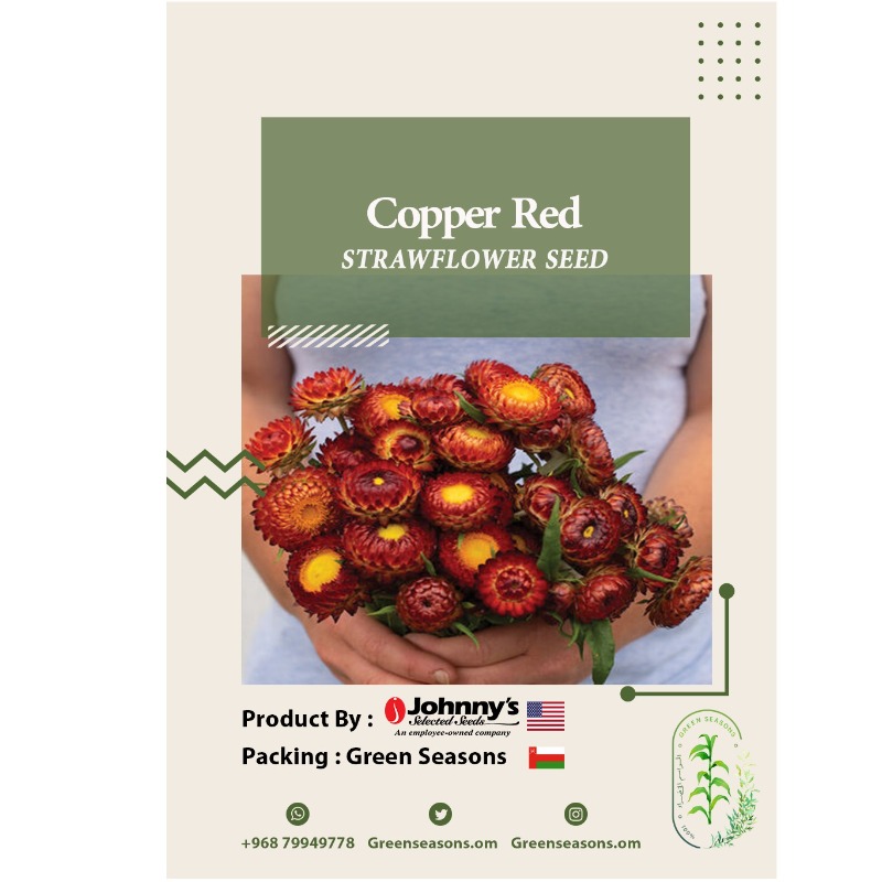 Copper Red - Strawflower Seed