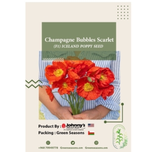 Champagne Bubbles Scarlet