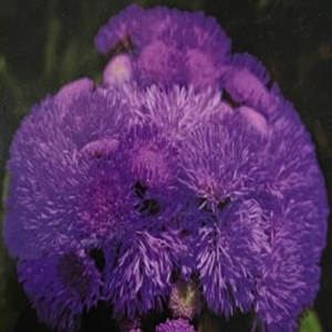 بذور أزهار الأجراتيوم - Ageratum Houstonianum Blue Mink Vapur Dumani