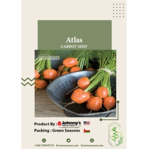 بذور الجزر الصغيرة  Atlas