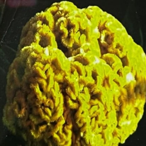 بذور أزهار عرف الديك -Celosia Cristata Horoz Ibirigi