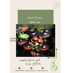 بذور الطماطم Azuri Giant