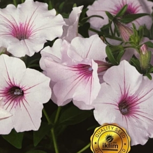 بذور أزهار البتونيا - Petunia
