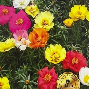 بذور أزهار صباح الخير - Ipek Cicegi Moss Rose
